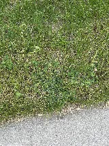 Nitro Green Professional Lawn & Tree Care photo 6