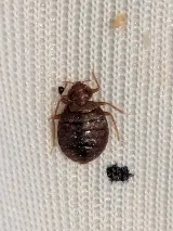 Major Pest Control Red Deer Inc photo 8