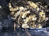 Pest Control Pro, LLC photo 2