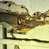 NYC Extermination photo 8