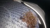 Bug Bakers of Columbus