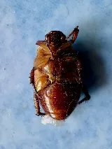 Major Pest Control Edmonton Inc photo 5