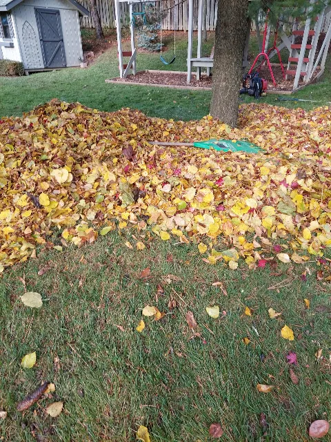 Verdant Landscape and Design Inc. photo 1