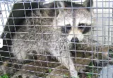 Kia pestcontrol&wildlife removal photo 4
