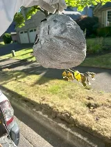 Prime Pest Solutions photo 7