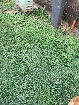 Shaw Landscaping photo 6