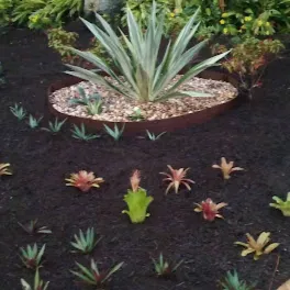Newscape Lawn care and Landscaping LLC in Bradenton
