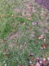 Ned's Lawn and Pest Control photo 7