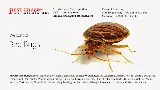 Pest Chase Termite and Pest Control Inc. photo 6
