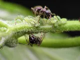 ASAP Pest Control photo 4
