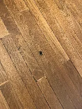 Elite Pest Control photo 4