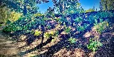 Ferrals Family Landscaping & Tree Services photo 7