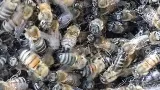 Boca Delray Pest Control