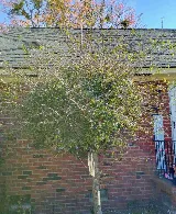 LawnStarter Landscaping photo 6