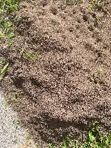 Insight Pest Solutions photo 6