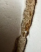 300 EXTERMINATOR TERMITE AND PEST CONTROL, LLC photo 8