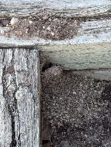 Bug-X Professional Pest Control and Lawn Care Solutions photo 8
