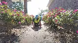U.S. Lawns - New Orleans photo 4