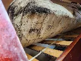 Bay Area Bed Bug photo 4