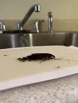 Get'm Pest Control Exterminator Paterson photo 3