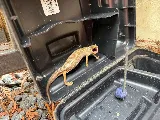 Peace of Mind Pest Control Inc photo 6