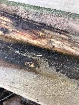 Atlantic Pest and Termite Management, Inc. photo 4