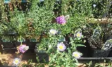 Tilleraas Landscape Nursery photo 7