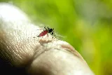 Pointe Pest Control photo 5