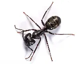 ASA Pest Control Inc photo 2