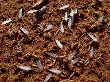 Fortress Termite Company