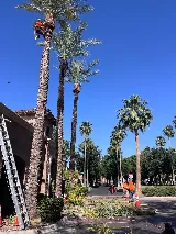 AZ Tree & Hardscape Co photo 4