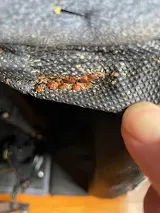 Affordable Bed Bug Exterminators photo 4