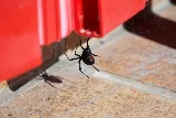 Dewey Pest & Termite Control photo 7