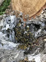 Beeman Pest Solutions photo 3