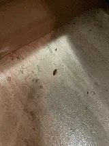 Orkin Canada Pest Control photo 8