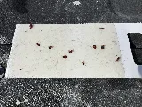 Unitech Pest Control