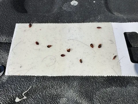 Unitech Pest Control in Bismarck