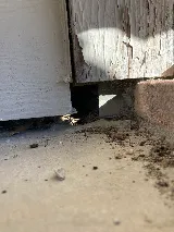 Safe Pro Pest Control photo 7