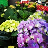 El Plantio Nursery & Landscaping photo 6