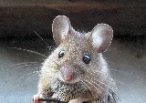 CAD Pest Control photo 8