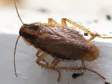 Action Pest Control photo 8