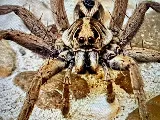 Eco Pros Pest Solutions photo 3