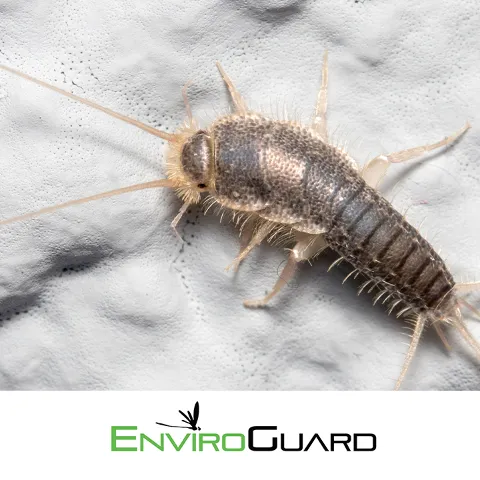 EnviroGuard Pest Control photo 1