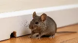 Kendall Pest Control // Pest & Rodent Control Services// photo 4