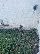 Colco Pest And Weed Control photo 5