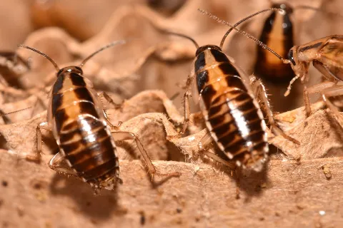 Apex Pest Control Solutions in Anchorage