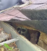 Wildlife Removal Burlington photo 6