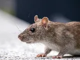 The Pest Detective photo 2