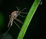 Organic Pest Control photo 5