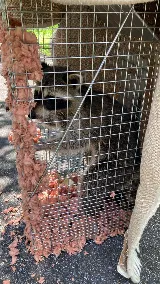 Senate Termite & Pest Control photo 5